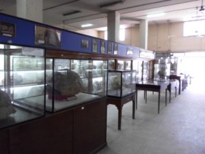 المتحف الجيولوجى المصرى بالمعادى